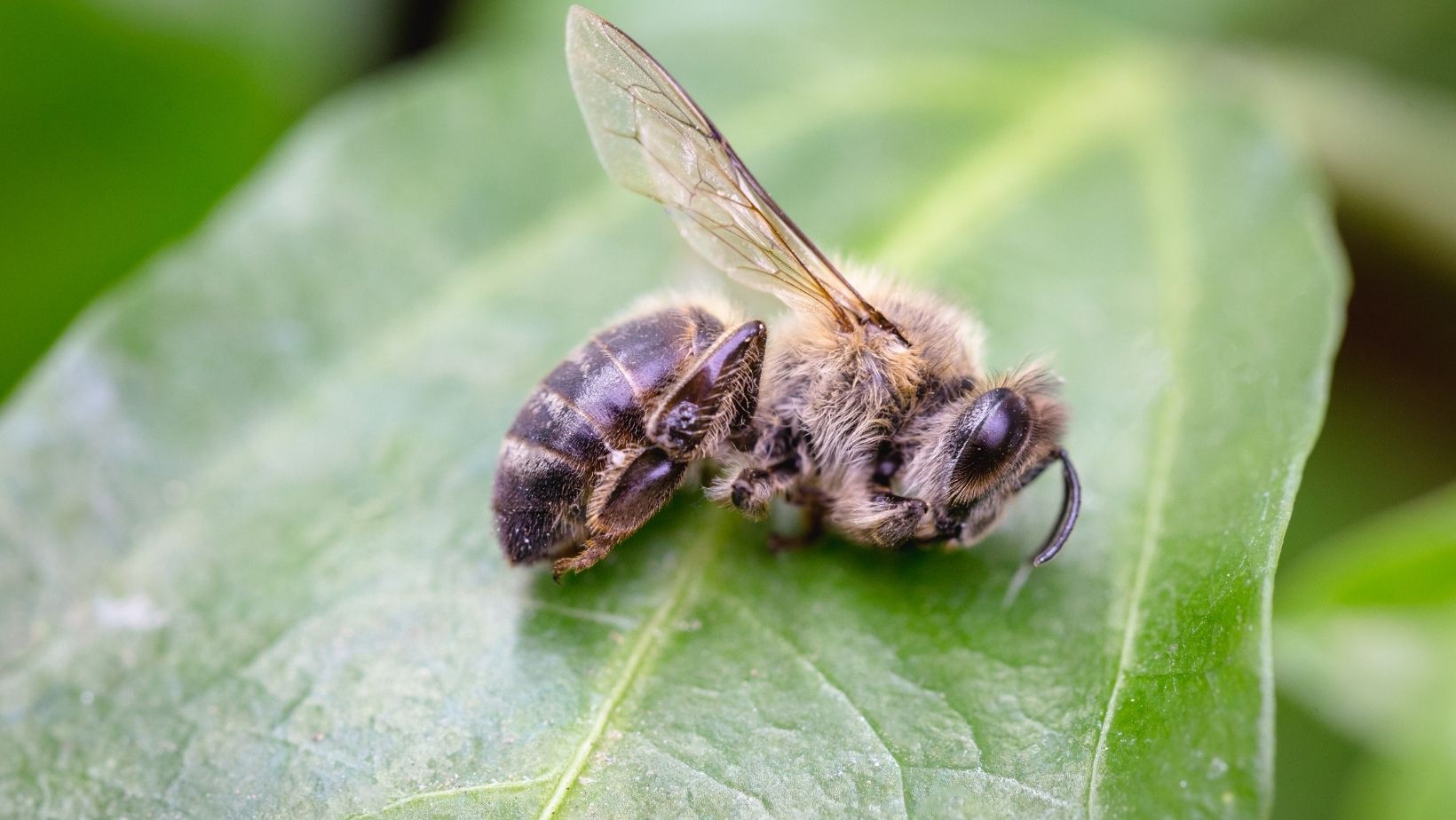 RS: inseticida aplicado na soja prejudica criadores de abelha
